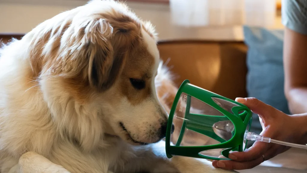 sign your dog need walk in vet