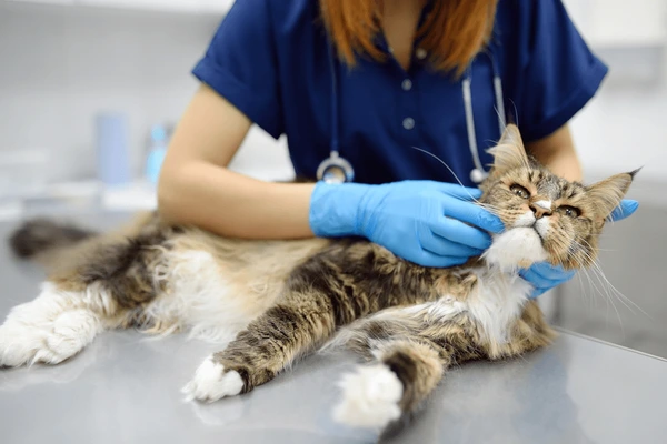8 Signs Your Pet May Need a Walk In Vet Immediately