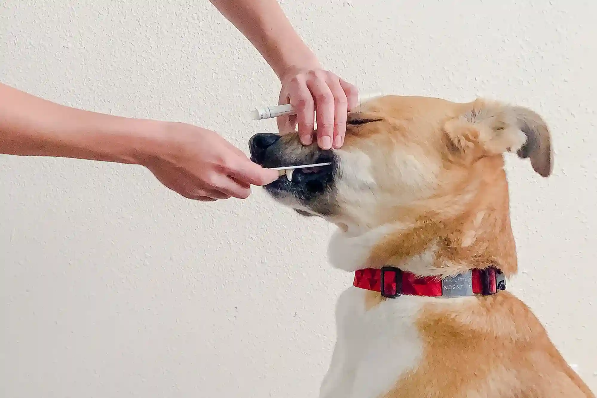 dog dna test