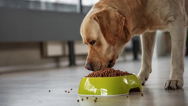 dog genetic testing can support personalized nutritional needs
