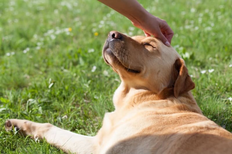 the importance of dog genetic testing