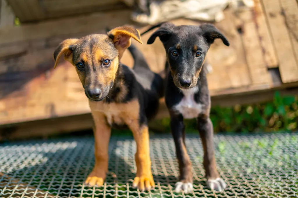 dog dna testing for mixed breed dogs