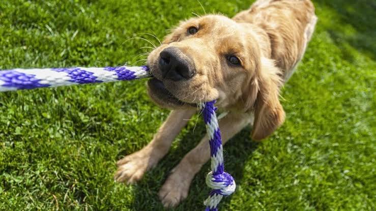 dog eating toy