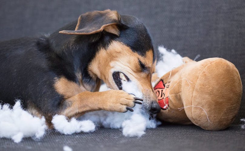 My Dog Ate Something It Shouldn’t: What Should I Do?