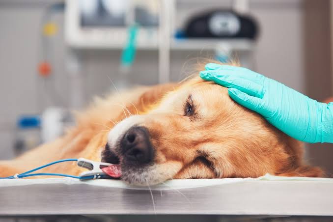 mistakes during pet emergency