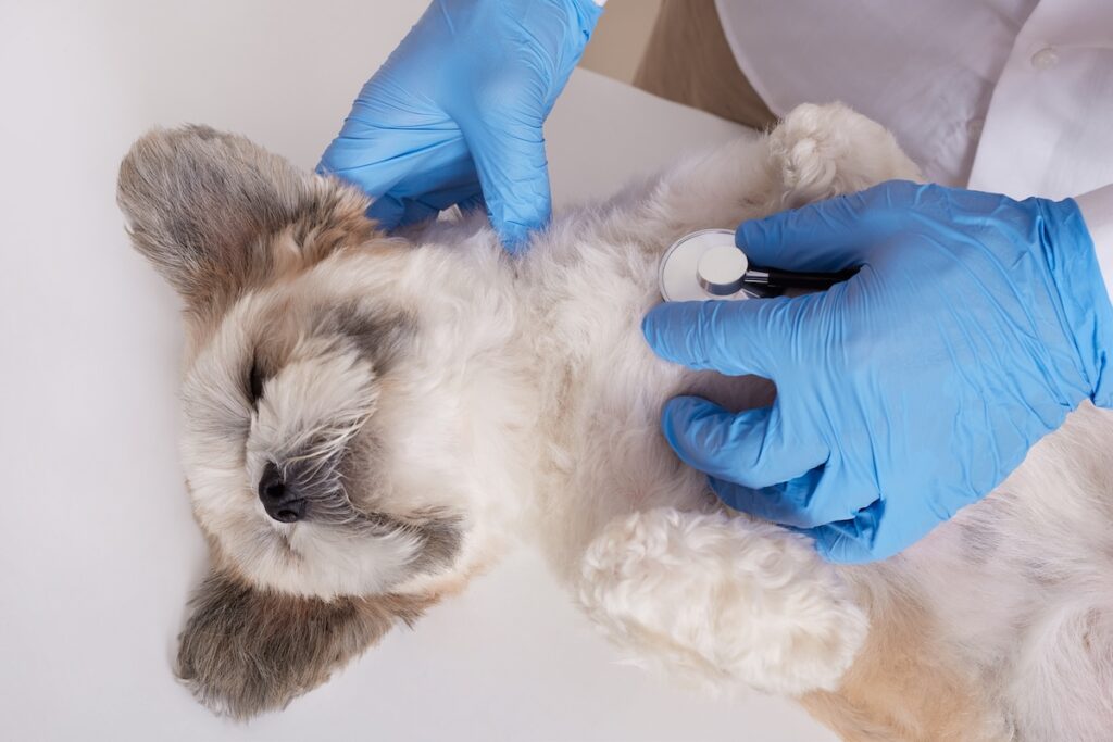 dog sterilization
