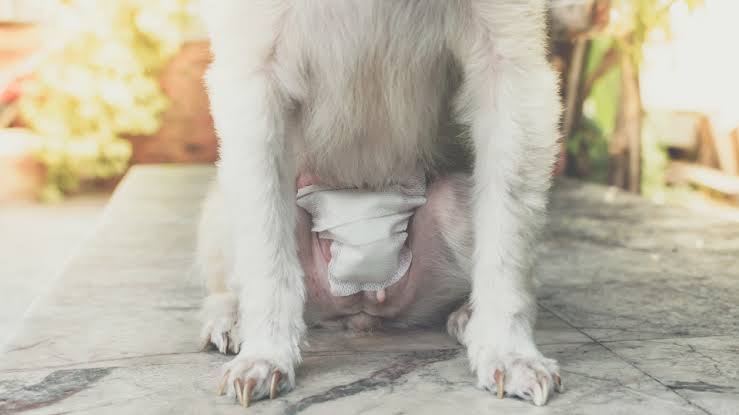 pymetra in dog