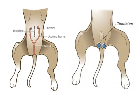 spaying or neutering