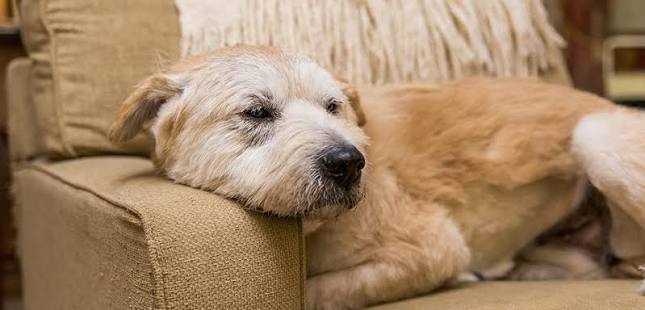 senior pets